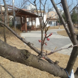The first few blossoms of a Japanese apricot tree